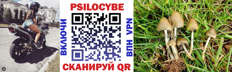 Галлюциногенные грибы Psilocybe  где найти   Аксай 